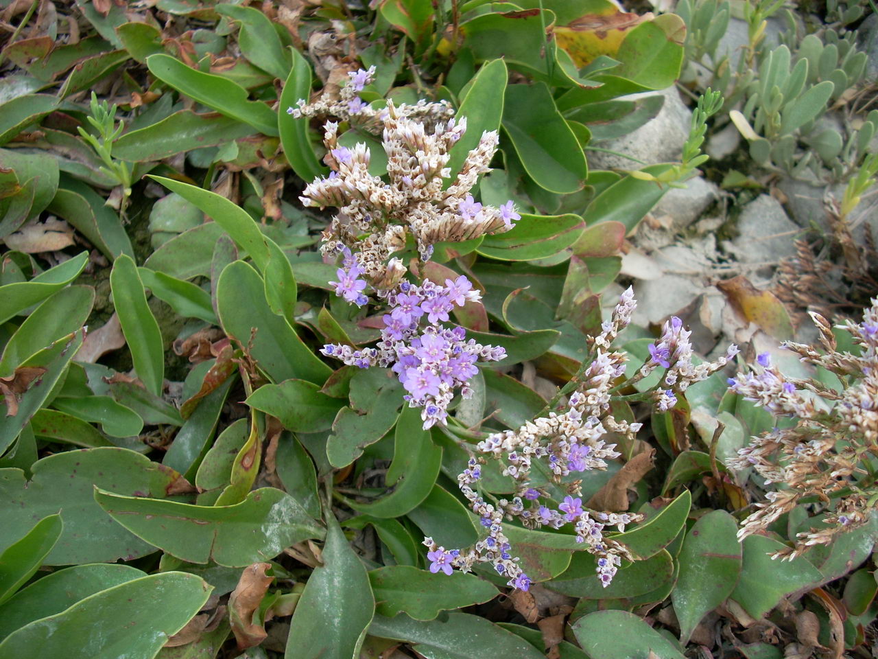 استاتیس دائمی